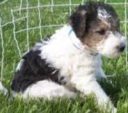 Wire–haired Fox Terrier